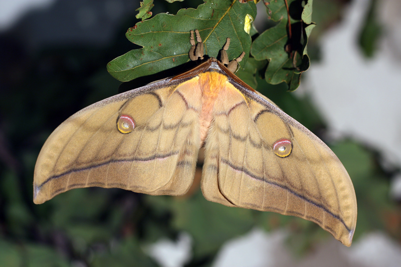 Antheraea (Antheraea) yamamai